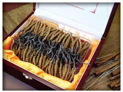 福贡冬虫夏草回收